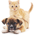 Red kitten and puppy isolated on a white background.